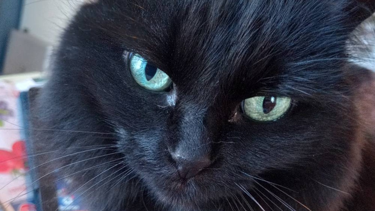 Occhi del gatto nero