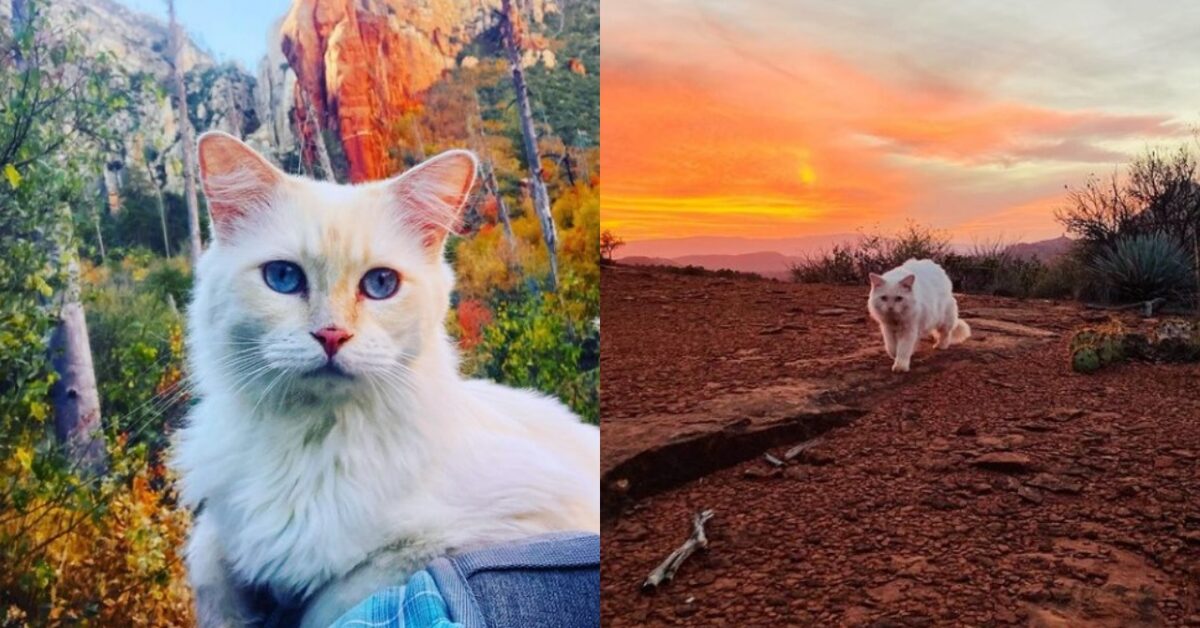 Lui Shugghie Un Gatto Di Montagna Ama Le Escursioni E La Vita All Aria Aperta Pi Di Ogni