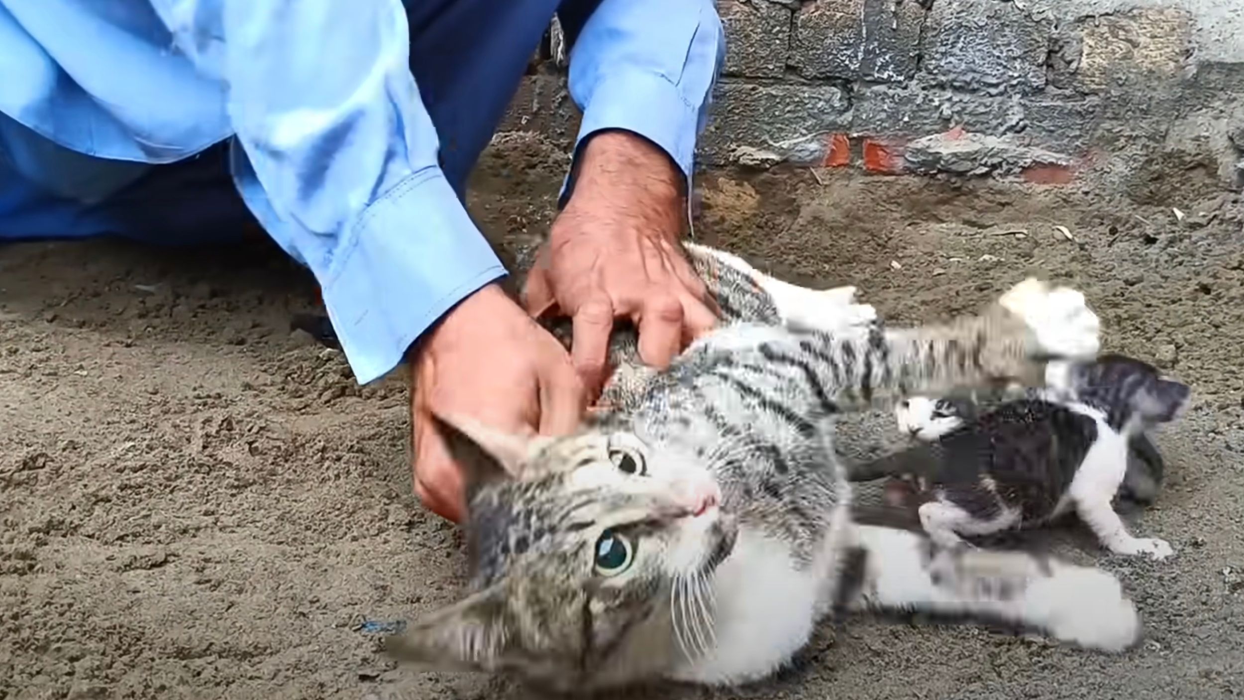 Mamma gatta affronta 3 coyote per proteggere i suoi gattini: una telecamera  riprende tutto 