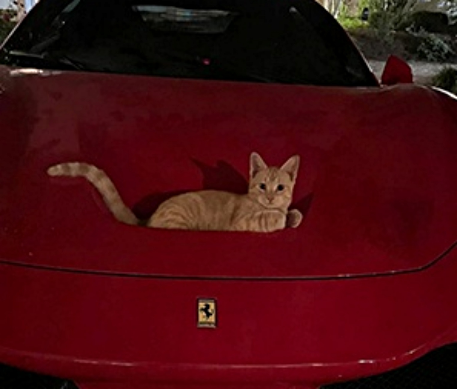 gatto sulla ferrari