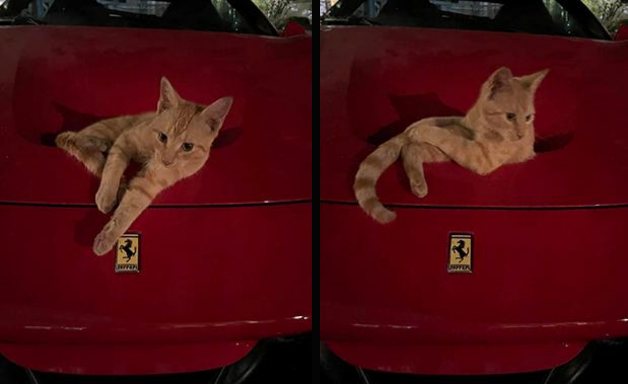 gatto su una ferrari diventa leggenda