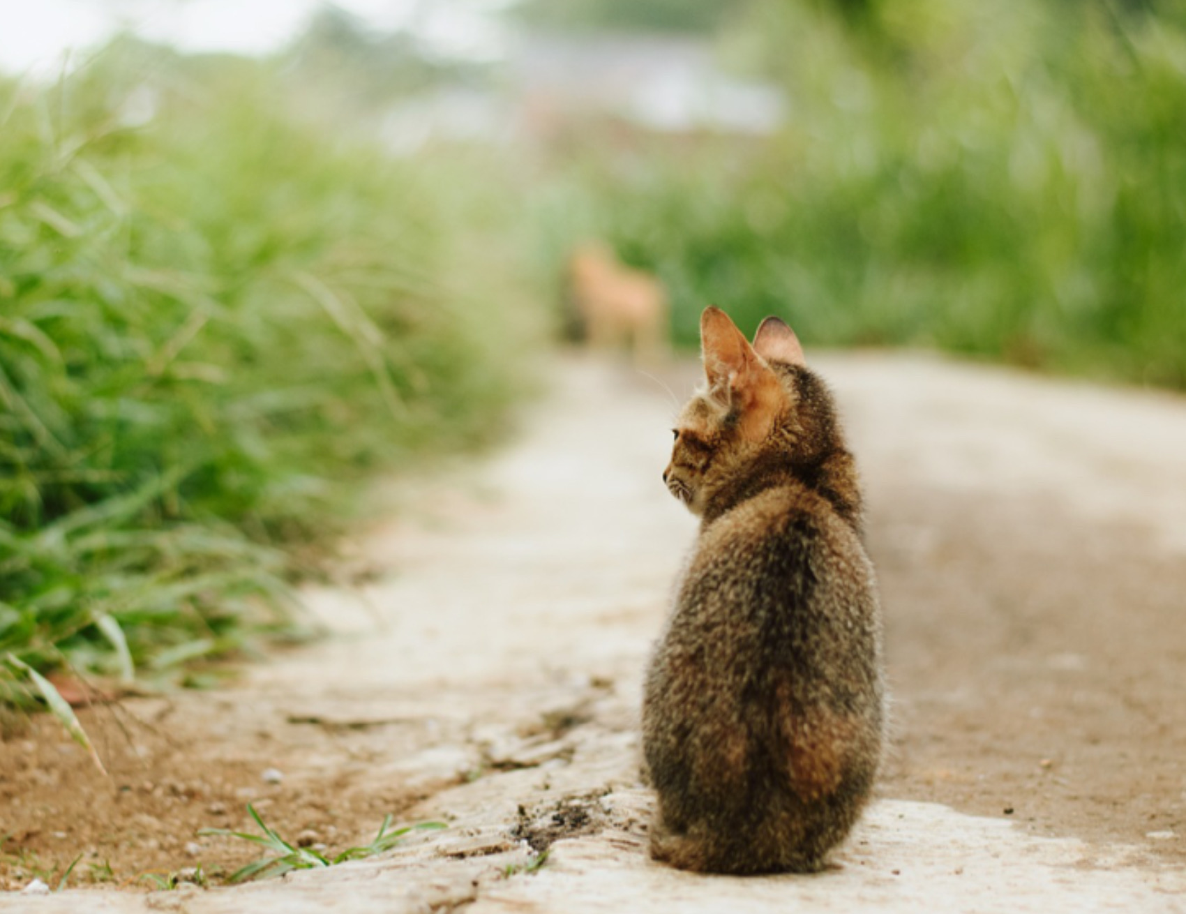 Gatto guarda fisso avanti