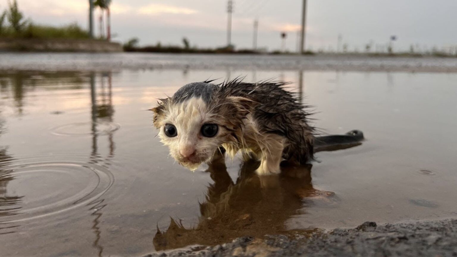 Wet Kitty