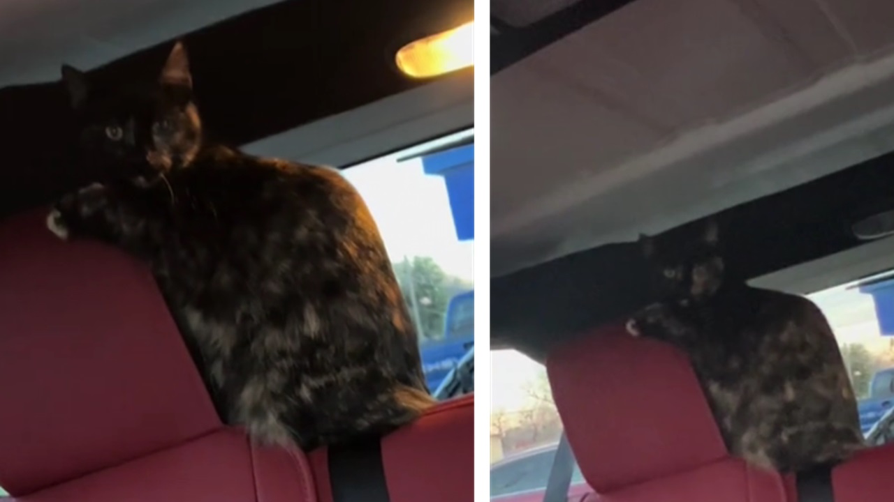Gatto clandestino sul sedile posteriore dell'auto