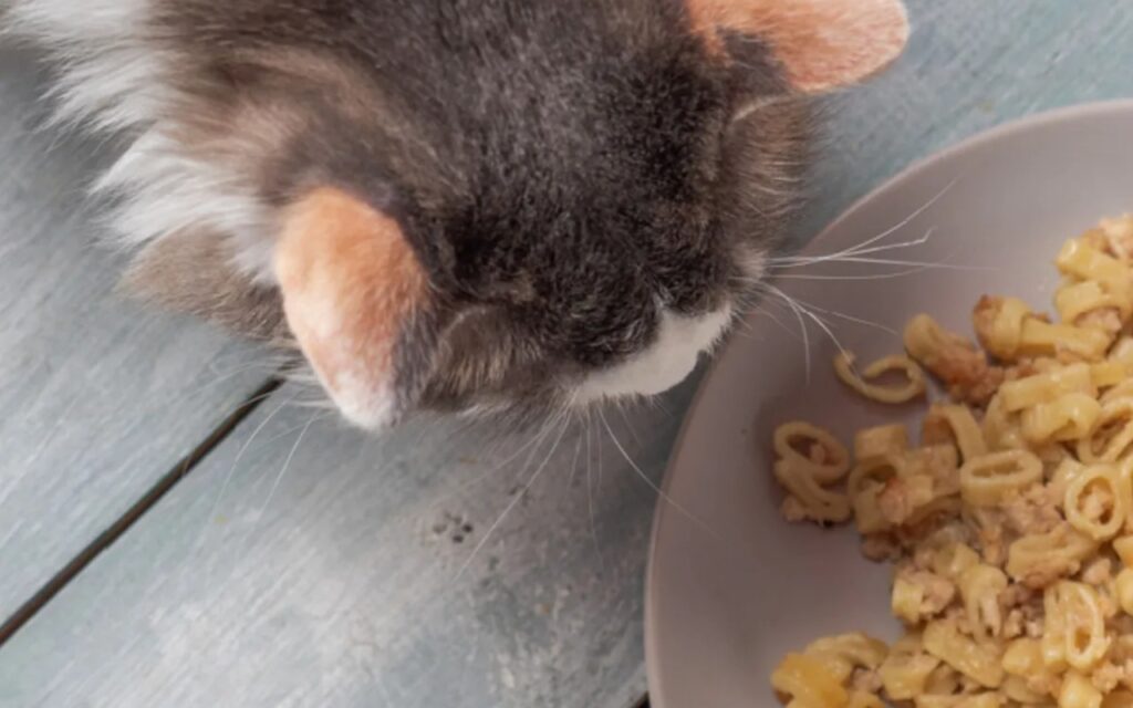 BeliceWeb.it - Il gatto può mangiare la pasta fatta in casa?