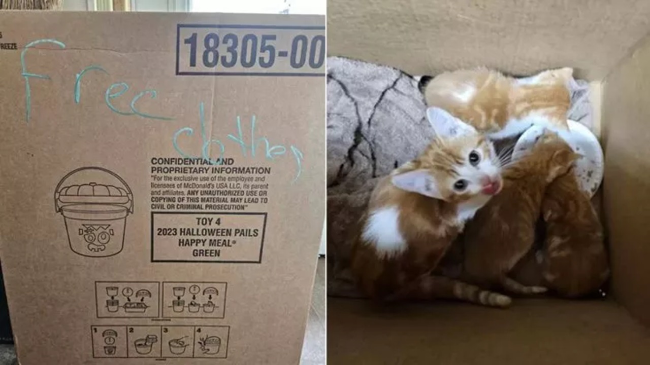 Gatti nella scatola