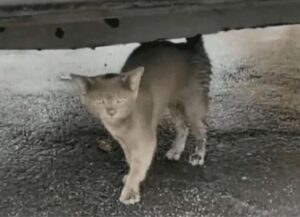 Era rimasto solo e bloccato in un parcheggio: quando l’uomo l’ha salvato il gatto non voleva più lasciarlo andare