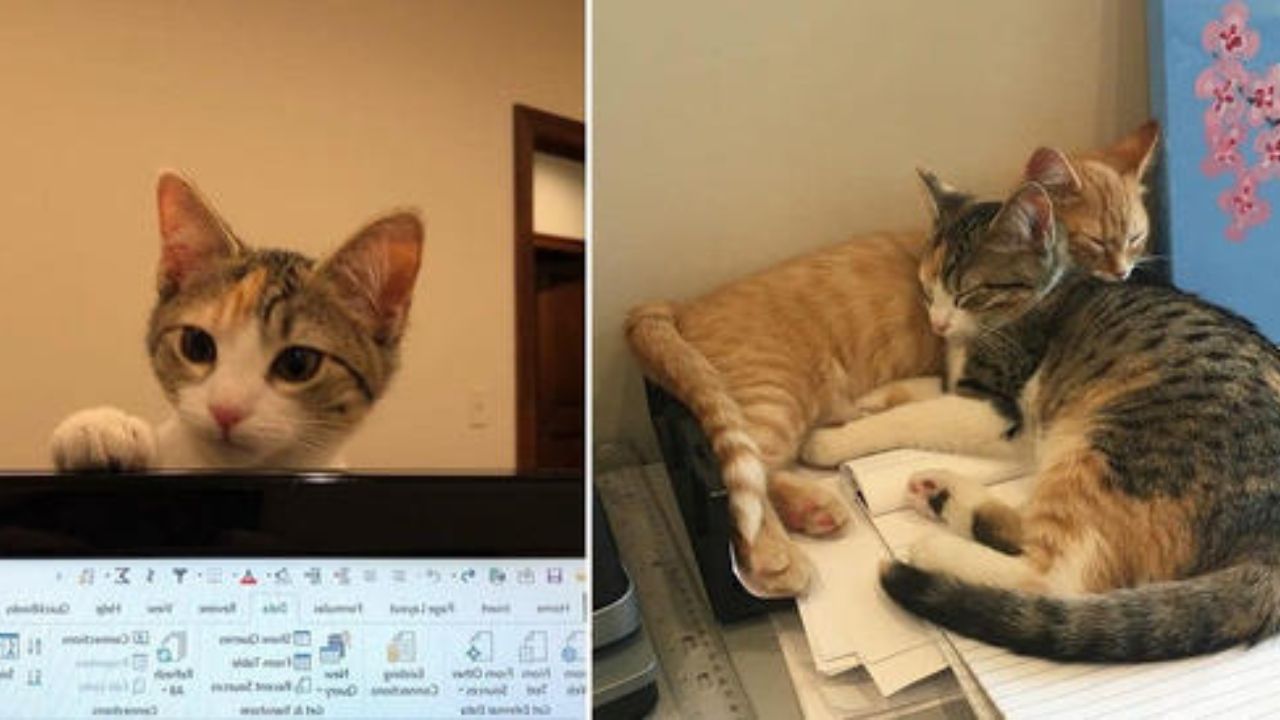 gatti in ufficio