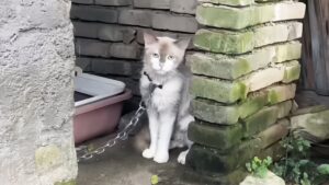 Con crudeltà hanno incatenato questo gatto, non dandogli possibilità di fuggire – Video