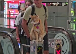 Dopo aver vissuto a lungo in aeroporto questo gatto è riuscito a ottenere il lavoro dei suoi sogni