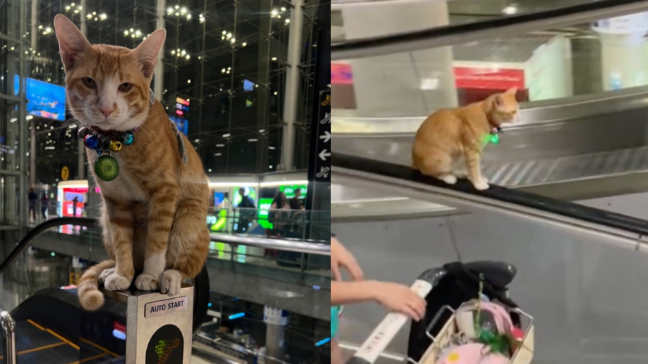 gatto aeroporto Bangkok