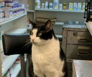 È diventato uno specialista: questo gatto è stato adottato da una farmacia in Italia ed esercita lì la sua “professione”