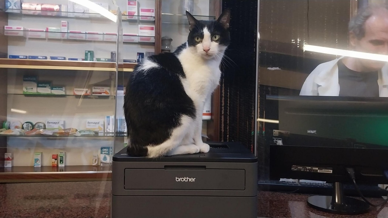 gatto adottato da una farmacia