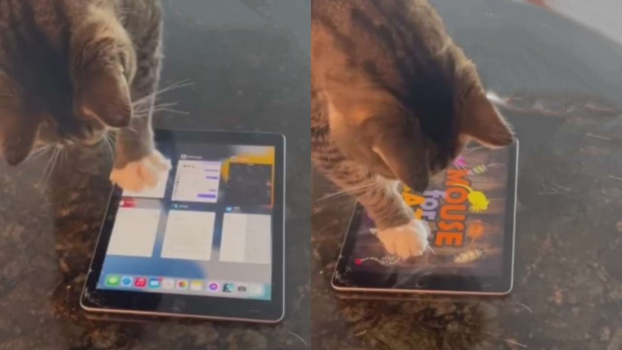 gatto usa il tablet