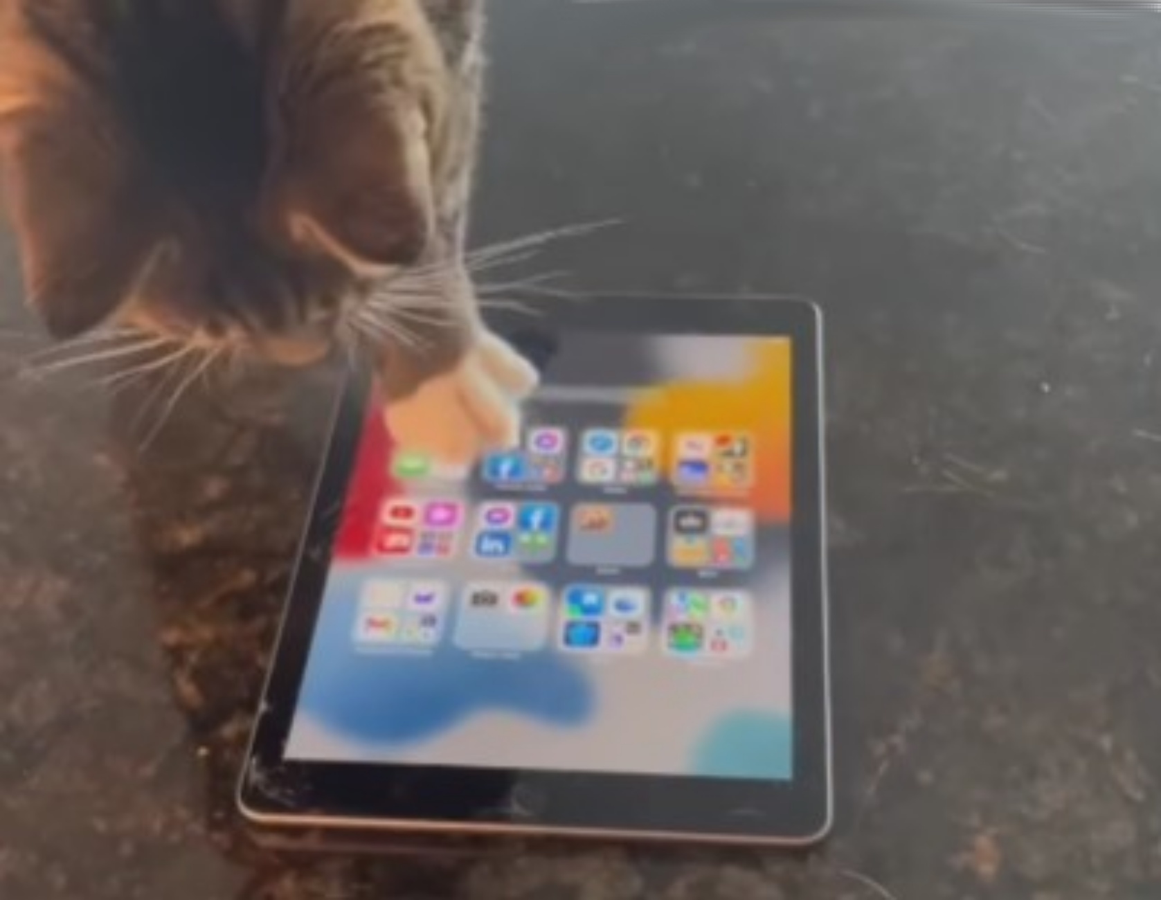 gatto impara ad usare tablet