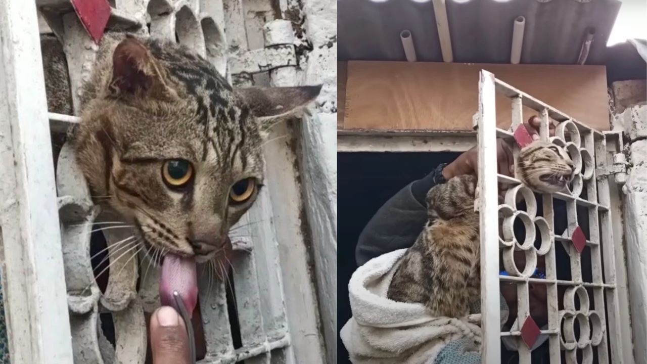 Gatto rimasto intrappolato nel cancello di ferro