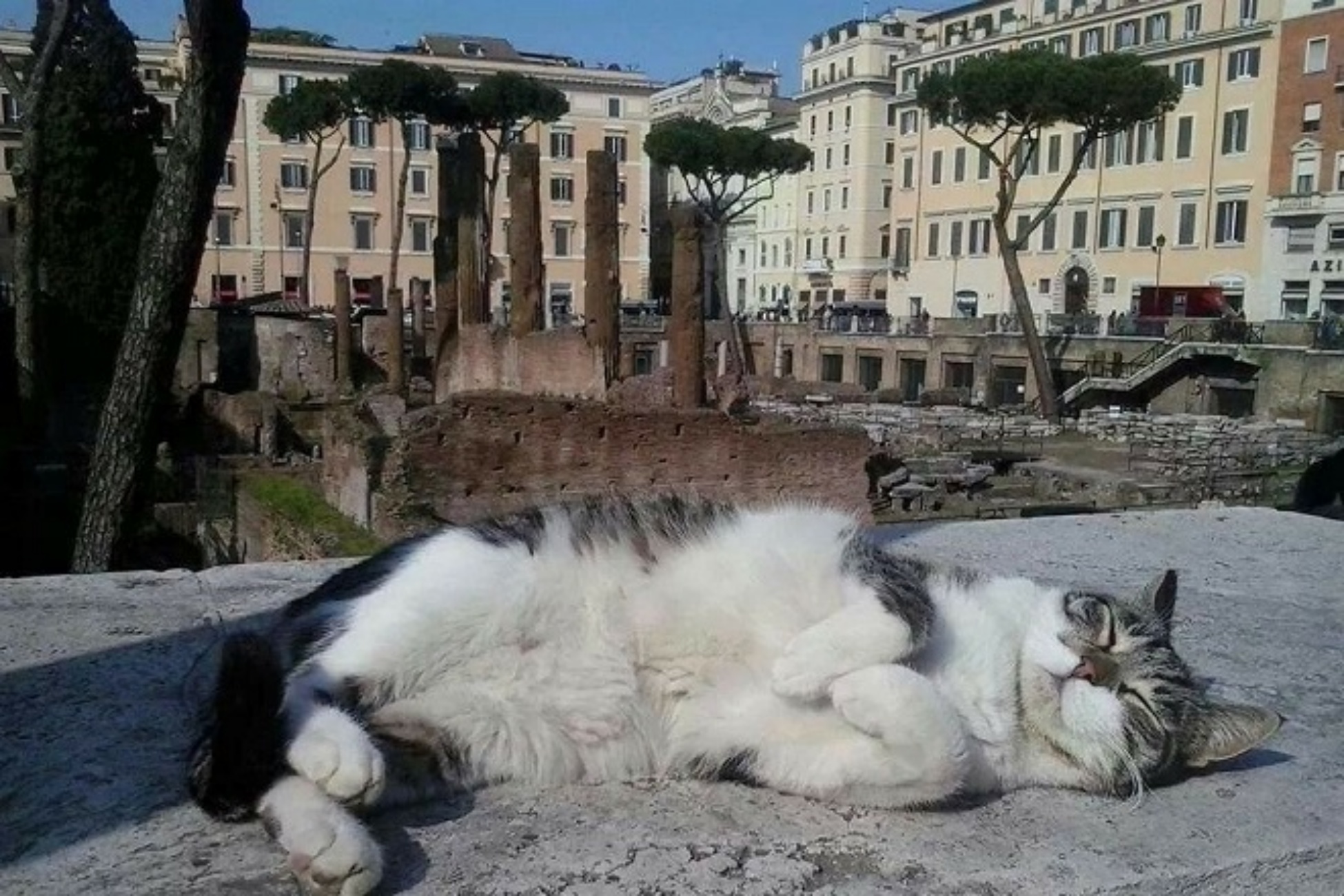 gatti di roma