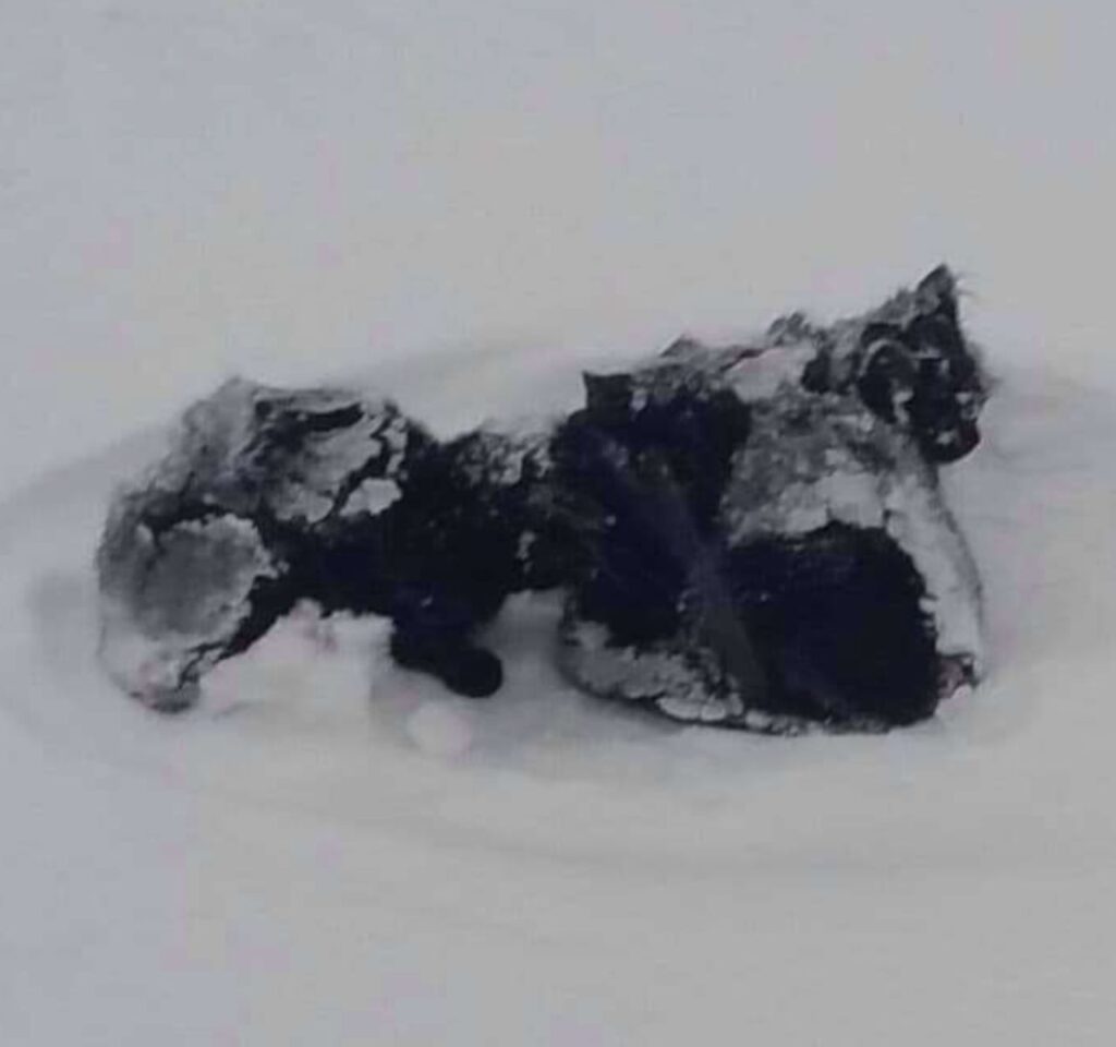 gatti nella neve 