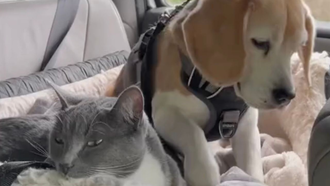 Gatto nel letto in auto insieme al cane