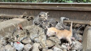 Il punto dove mamma gatta e i suoi gattini erano rimasti bloccati era pericolosissimo: salvarli era un enorme rischio – Video