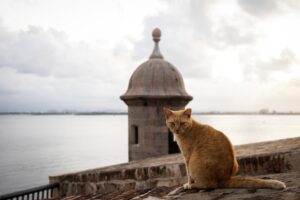 In questo posto del mondo è in corso un dibattito: i gatti devono restare o lasciare un posto dove vivono da generazioni?