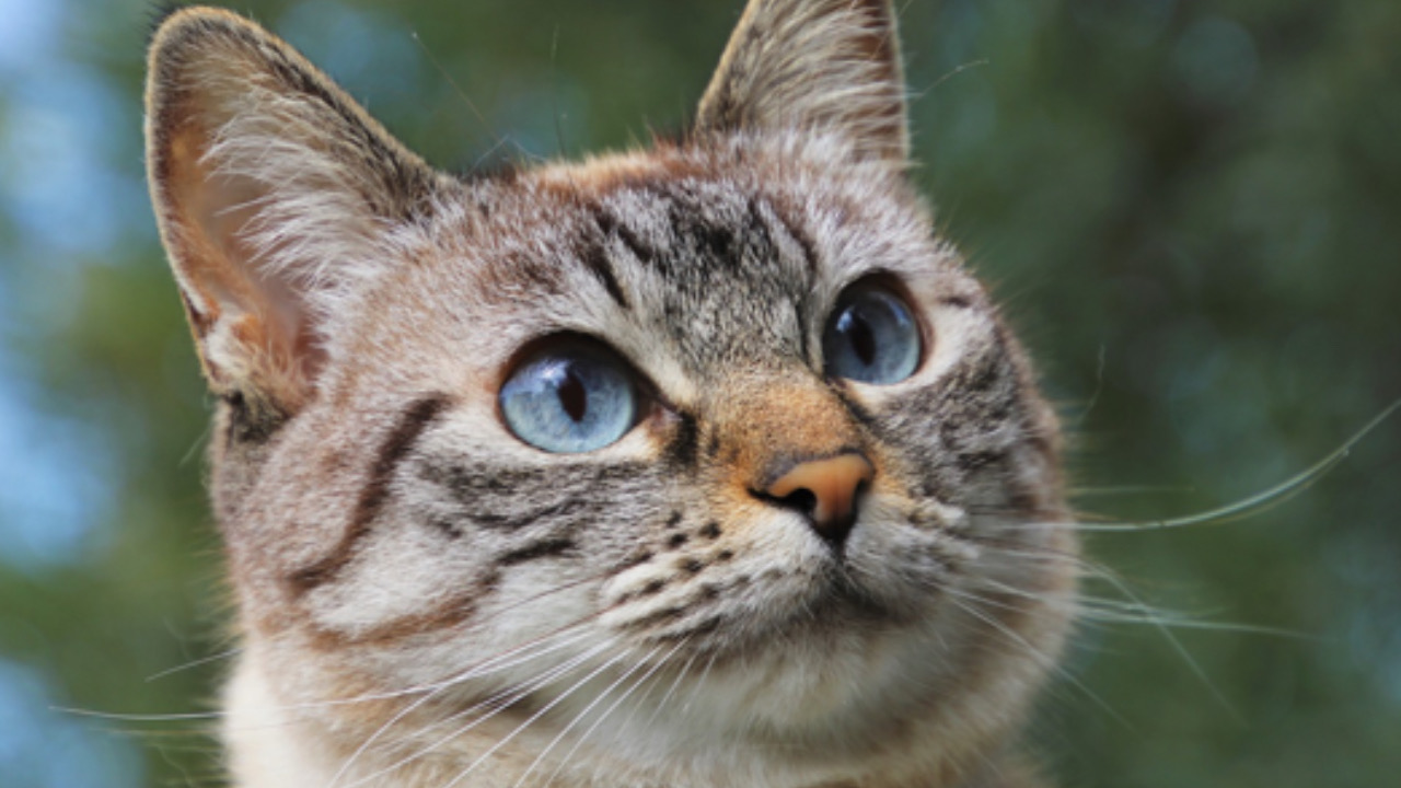 Gatto guarda avanti