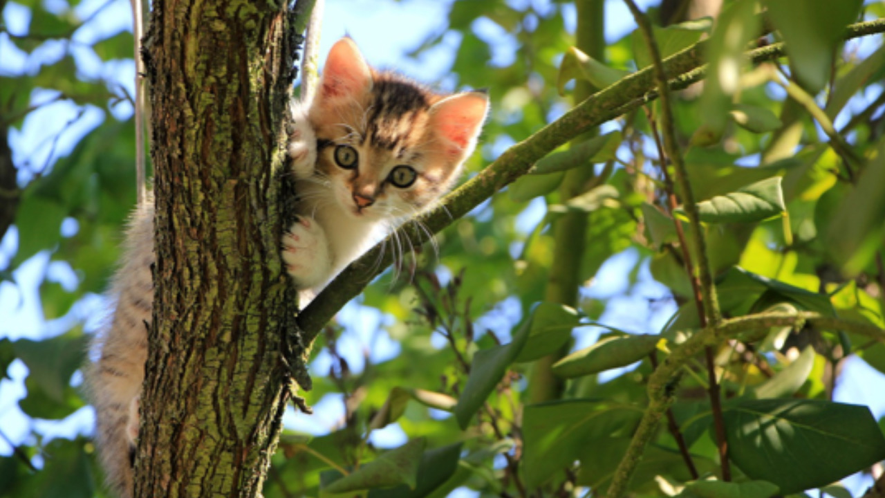 Gatto sull’albero