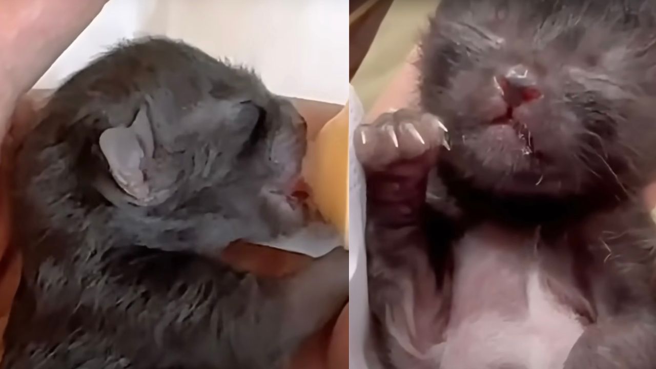 Gattino appena nato viene allattato