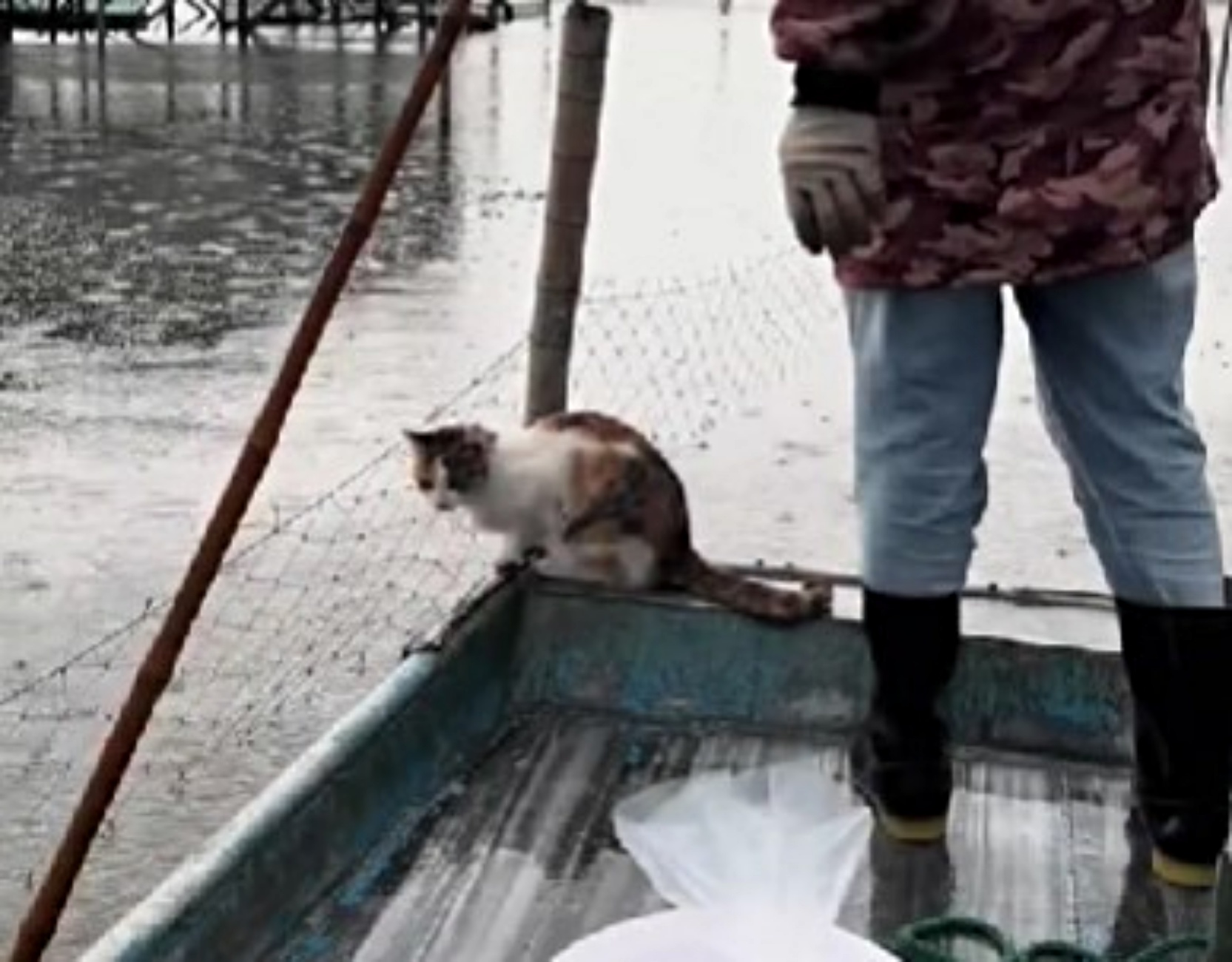gatto si sente padrone del lago