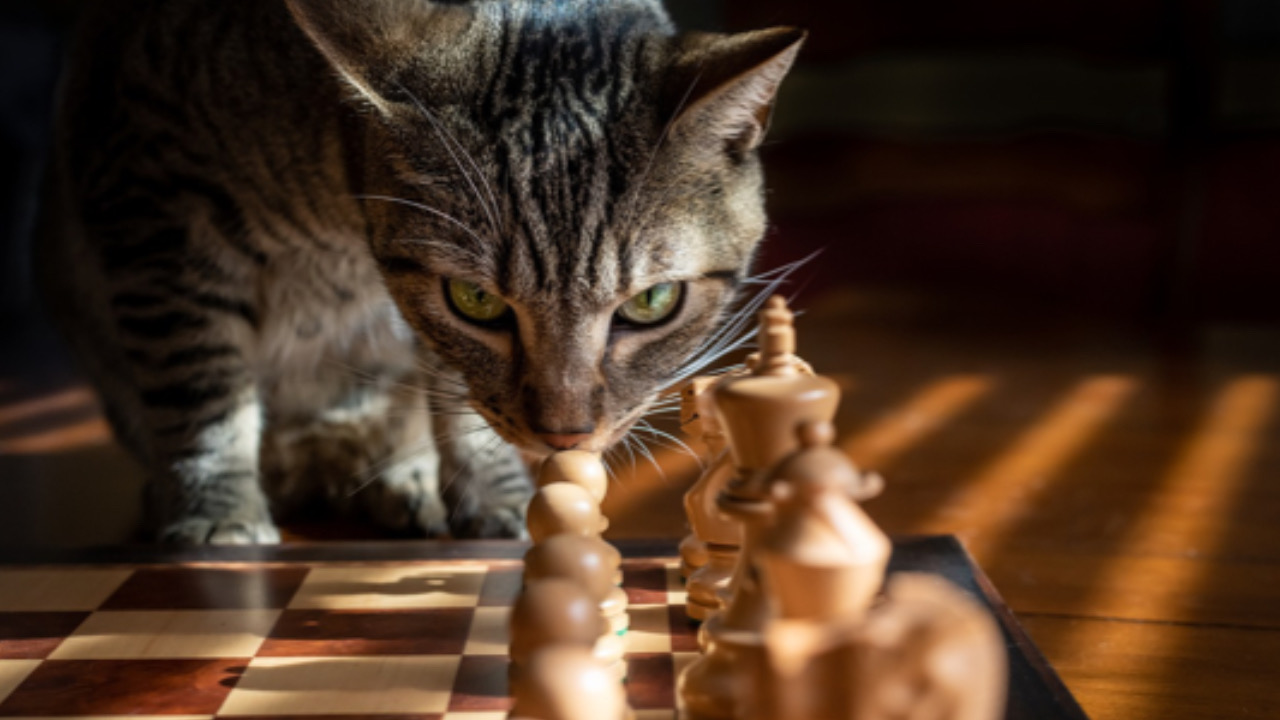 Gatto guarda gli scacchi