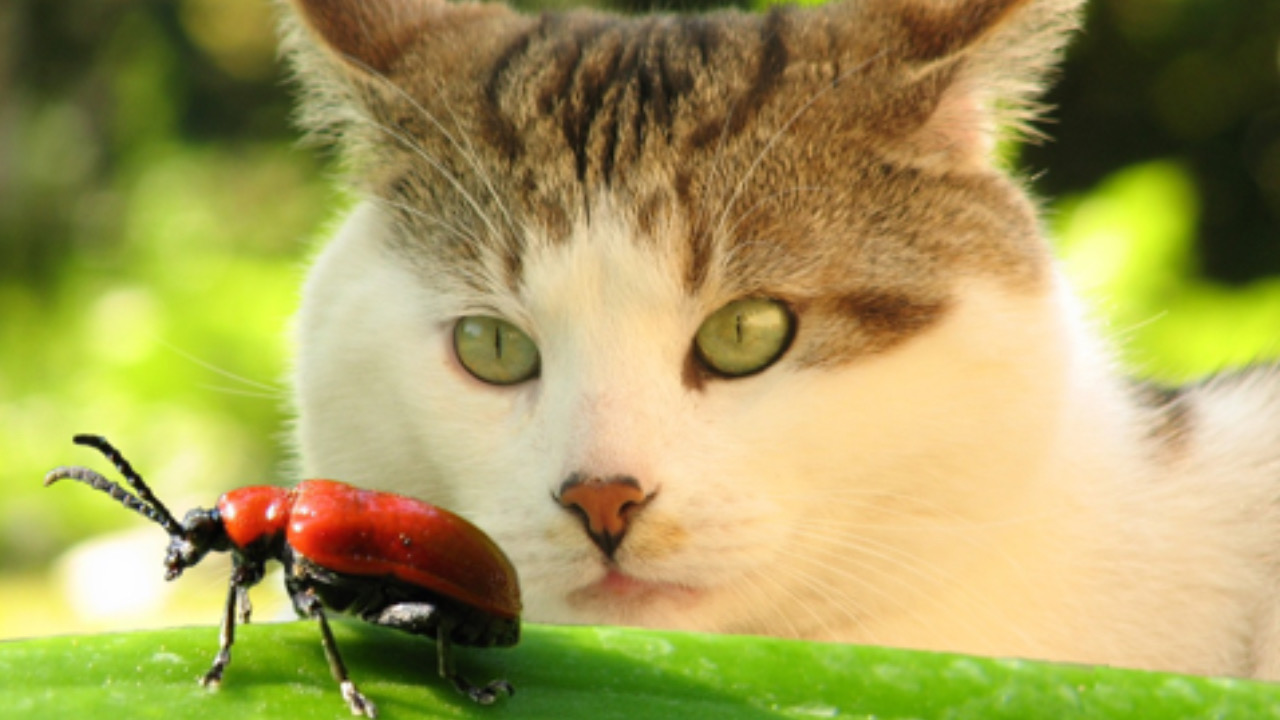 Gatto guarda l’insetto