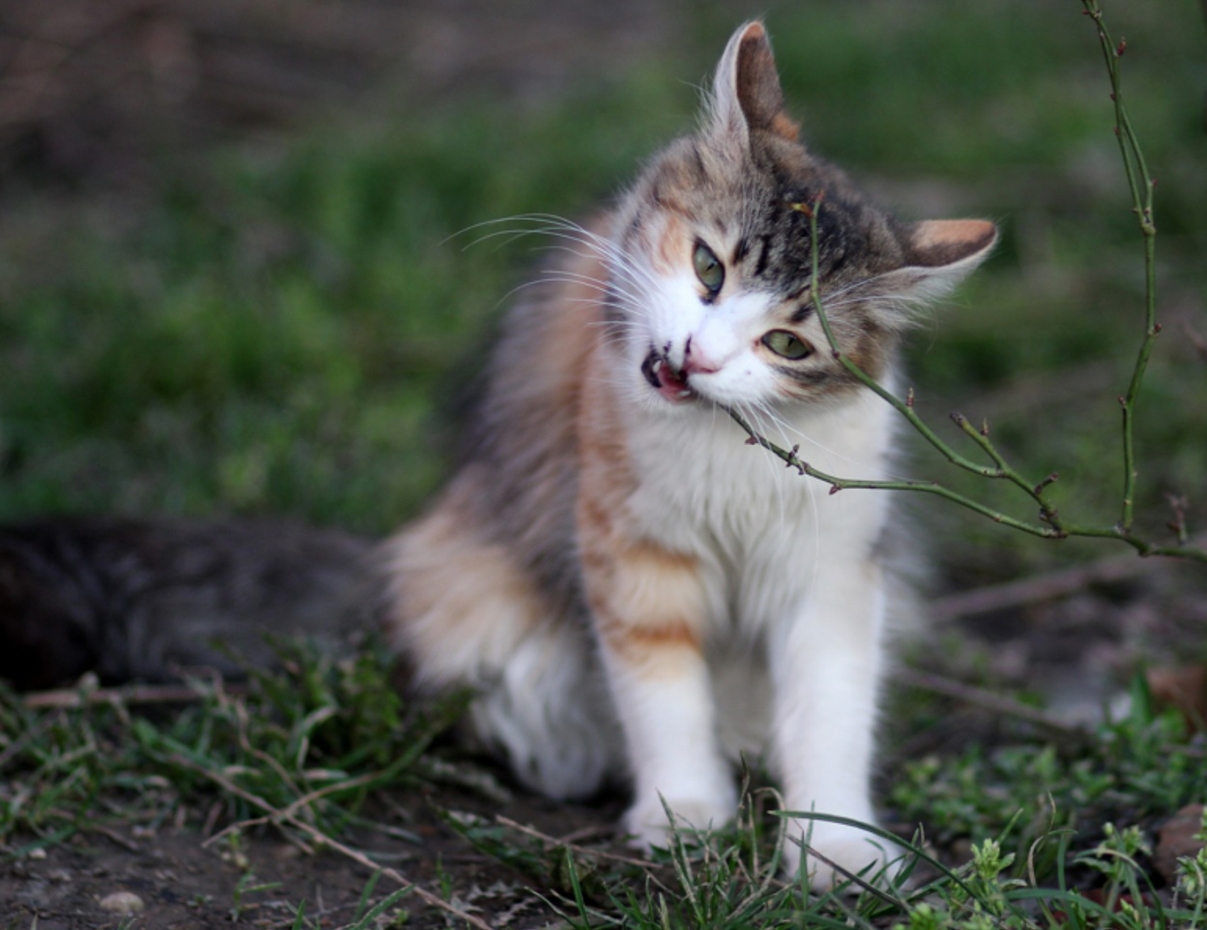 Gatto mangia le bacche