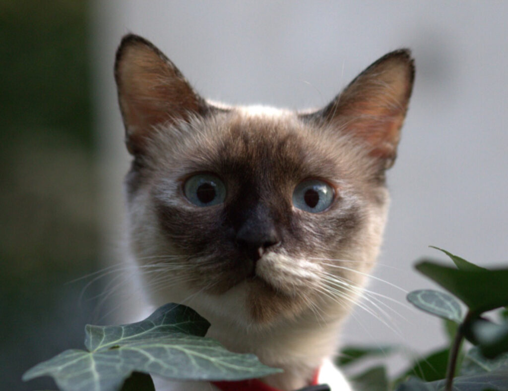 Un nuovo studio sull’aspettativa di vita dei gatti ci rivela quali sono (davvero) le razze più longeve