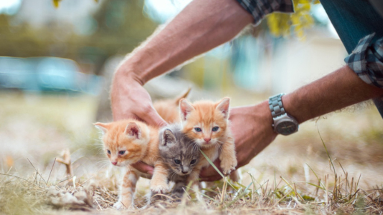 Uomo prende i gattini