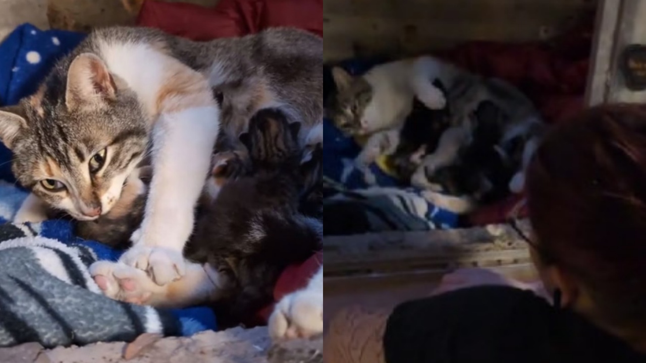 coppia aiuta gatta e cuccioli