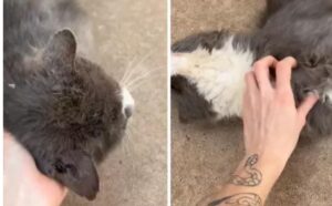 Aveva deciso di adottare un cane, ma il gatto ha avuto la meglio: è riuscito a convincerla al volo (VIDEO)