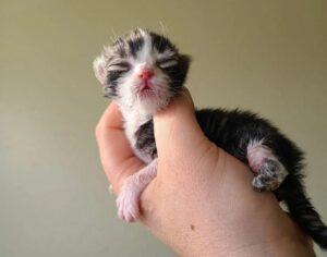 Comprando una baguette si riceve un gatto gratis: l’iniziativa di un panettiere francese