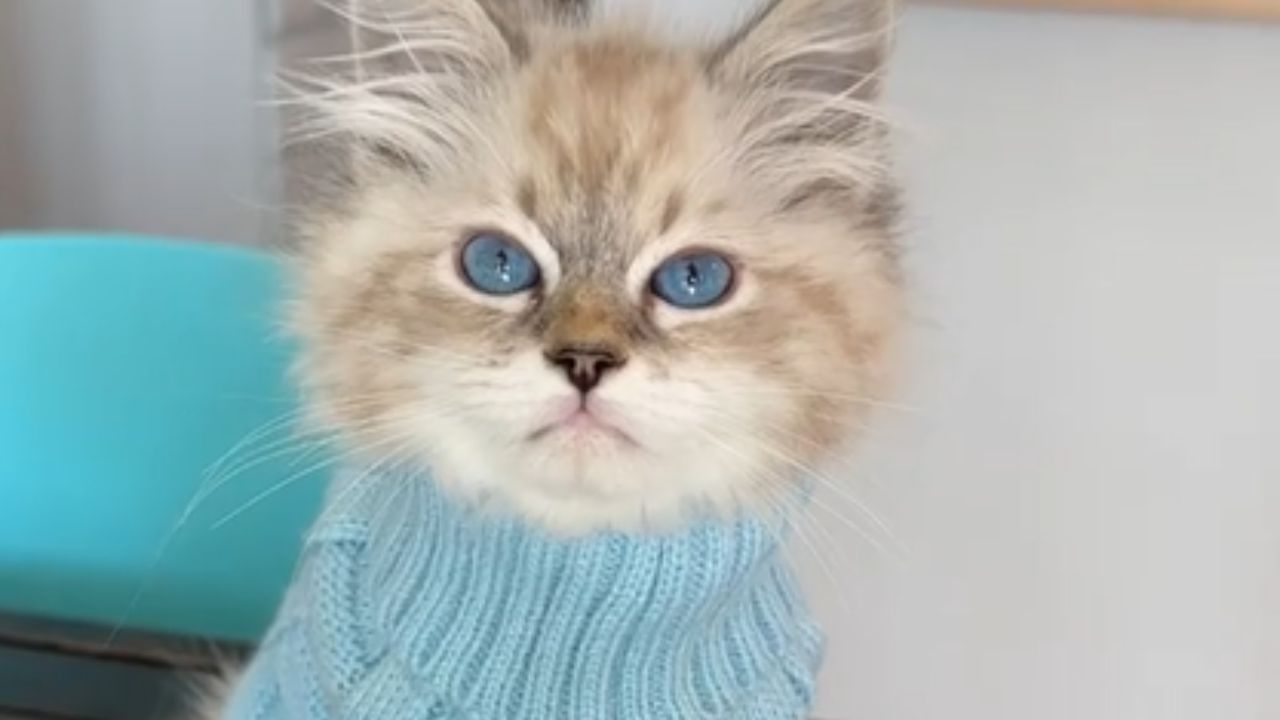gattino con maglione