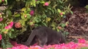 Il gatto in cerca di doni preziosi per la sua mamma umana decide di portare a casa fiori freschi e bellissimi (VIDEO)