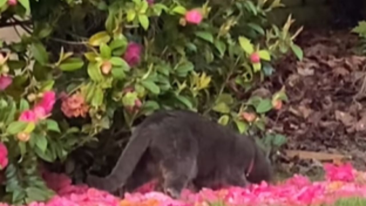 gatto tra i fiori