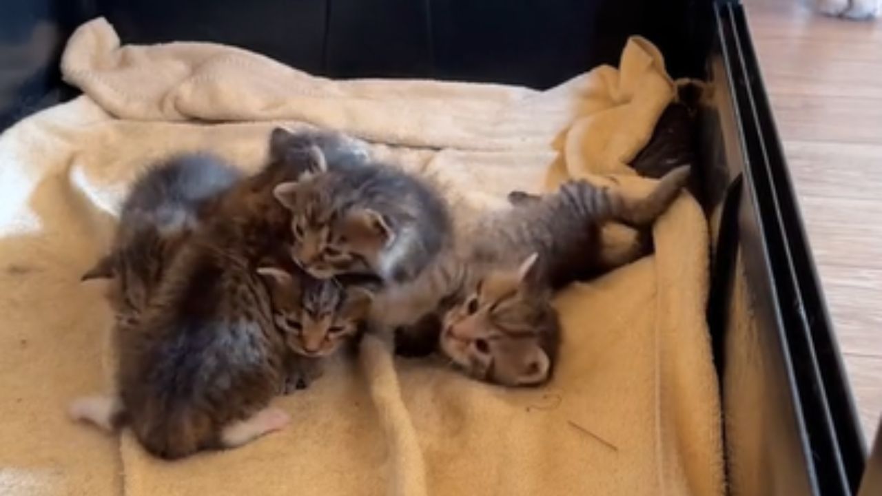 gattini neonati