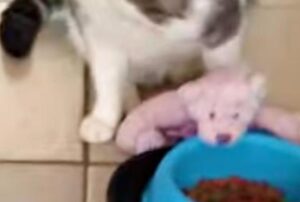 Il gatto si sente un vero papà: porta il suo orsetto rosa nella ciotola del cibo e gli insegna a mangiare