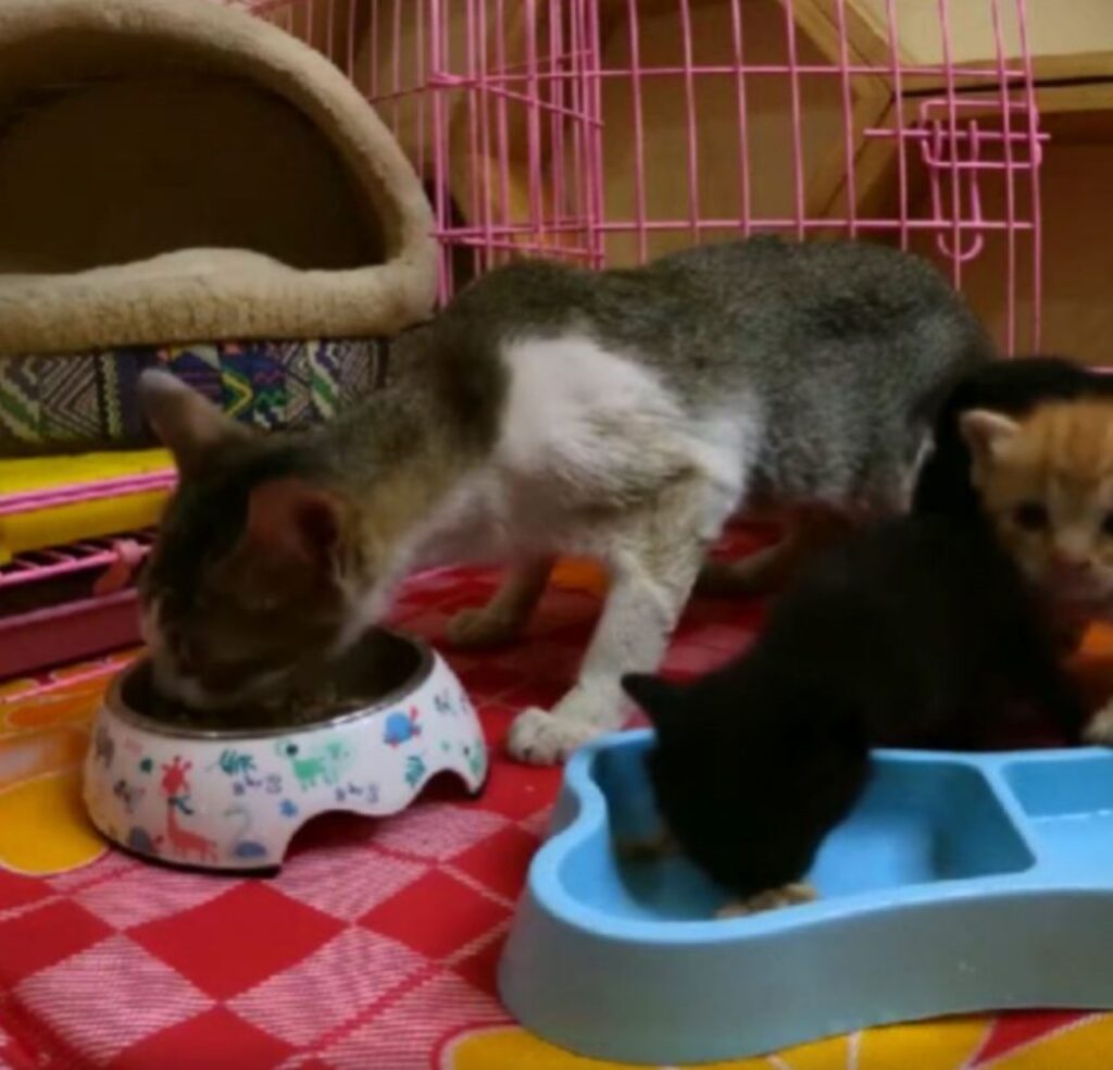 Bella mangia insieme ai suoi gattini