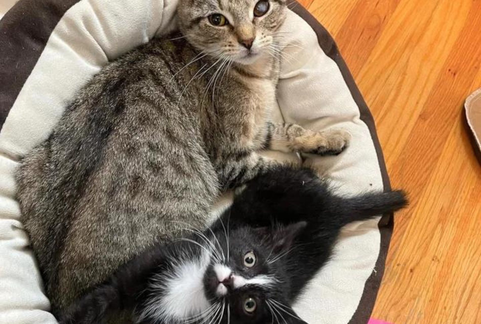 gattini amici in rifugio