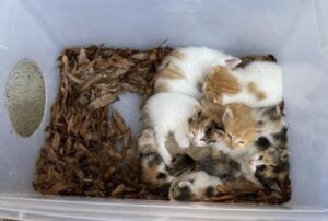 La gatta porta una persona gentile verso un gruppo di gattini di cui si era presa cura: era felicissima di ricevere aiuto