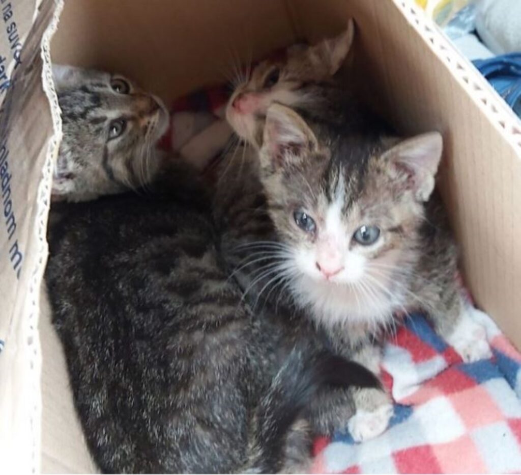 tre gatti dentro una scatola