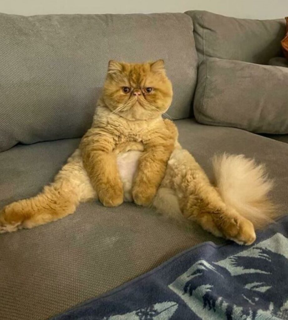 un gatto persiano seduto sul divano