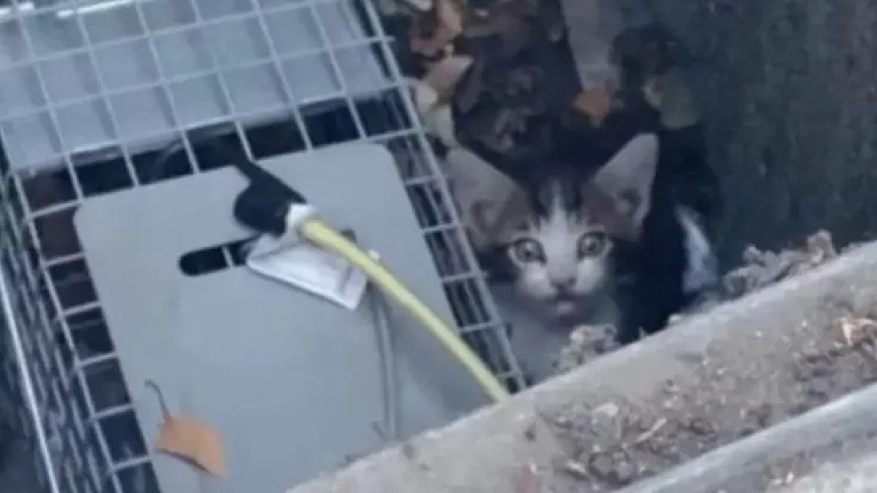 Gattino caduto in un tombino