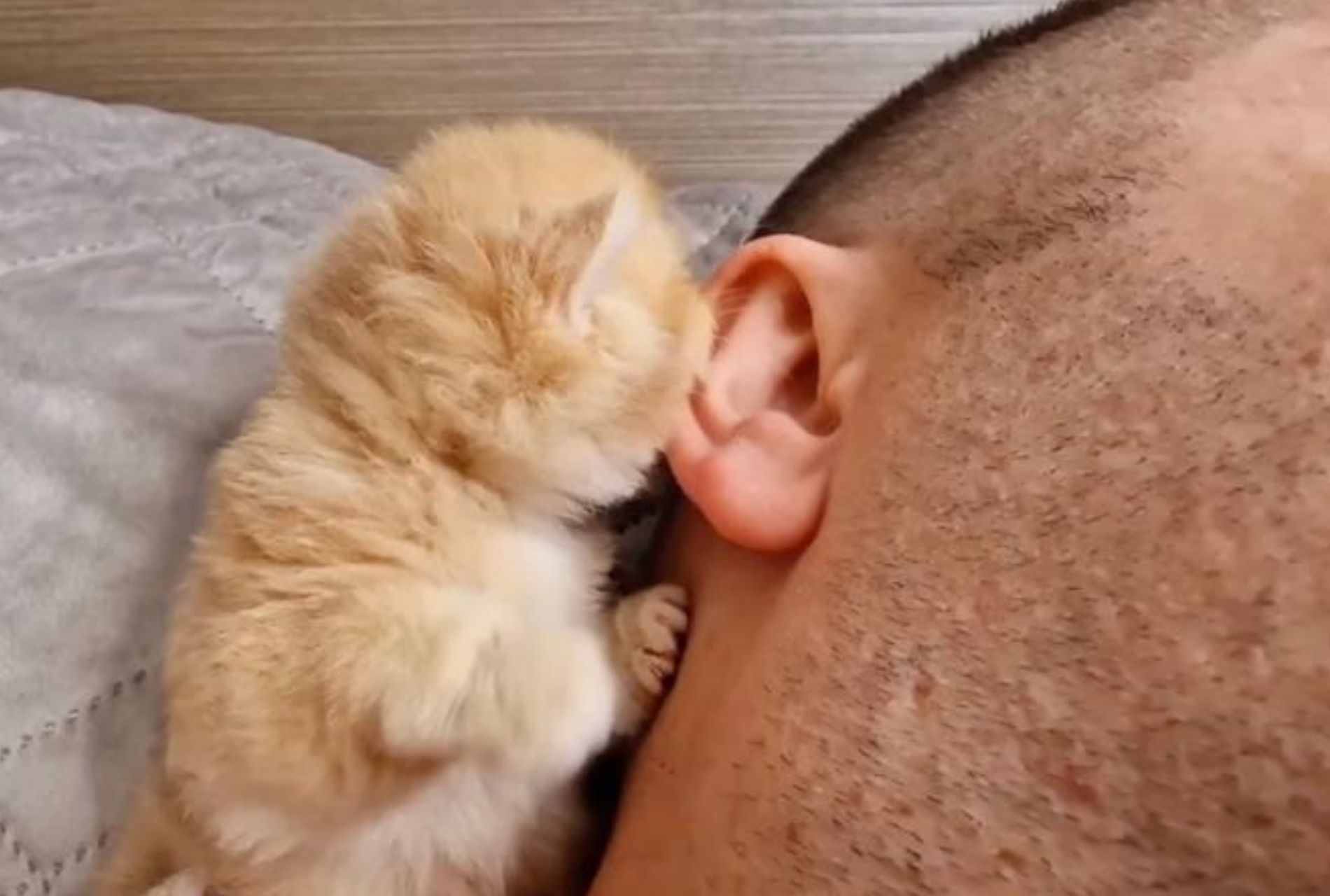 gattino succhia orecchio