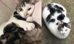 Mamma gatta ha trovato un posto sicuro dove avere i suoi vicini e ha deciso di continuare ad aiutare altri gattini bisognosi